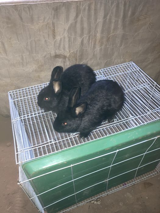 Ikkita qizbola Quyon Karliy.