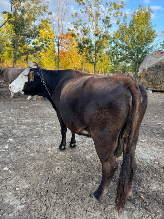 De vânzare vaci plus vitel