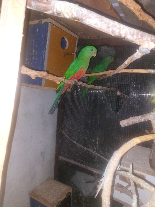 Papagali Rege Australian