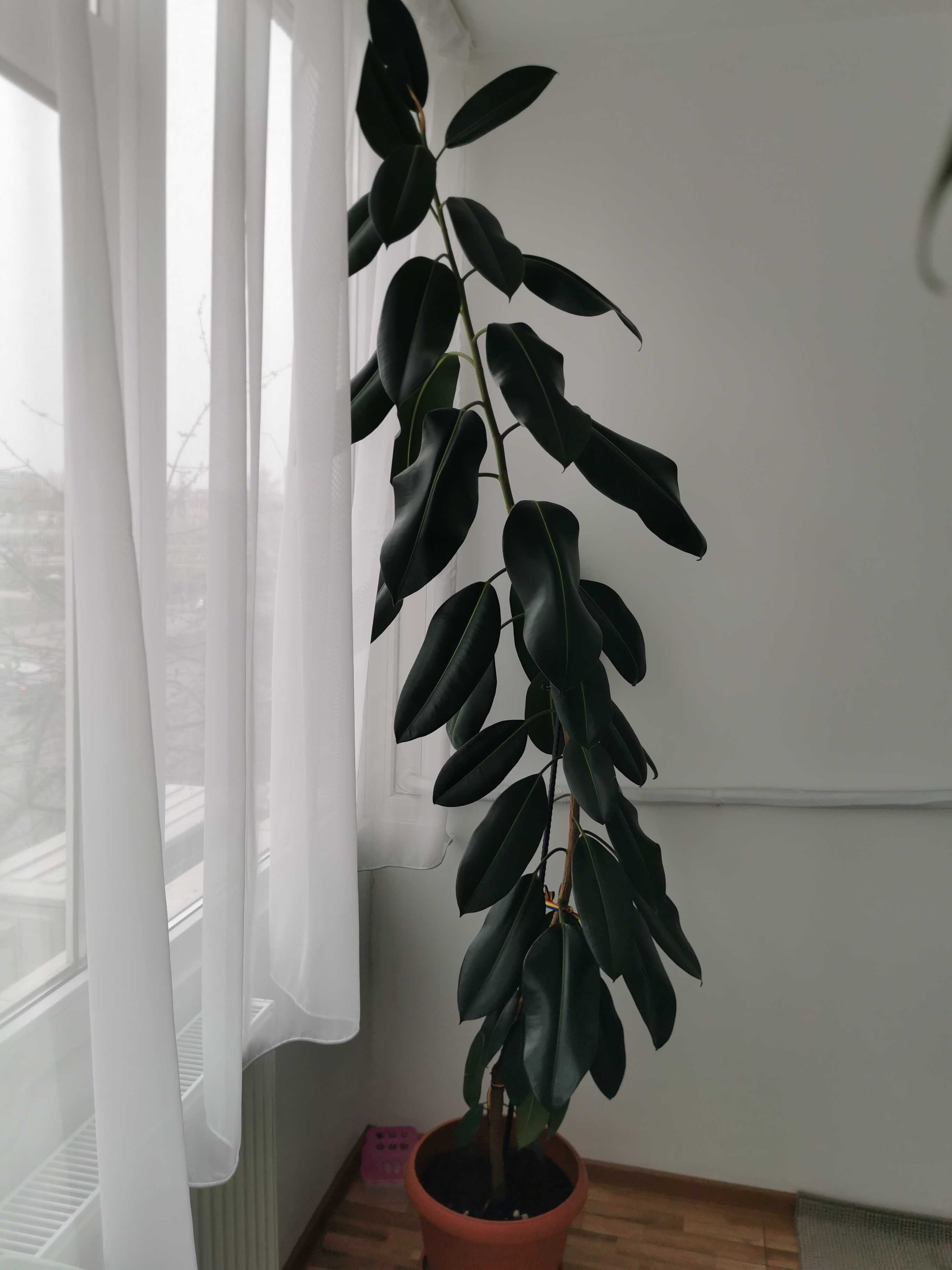 Plantă pentru apartament- Ficus