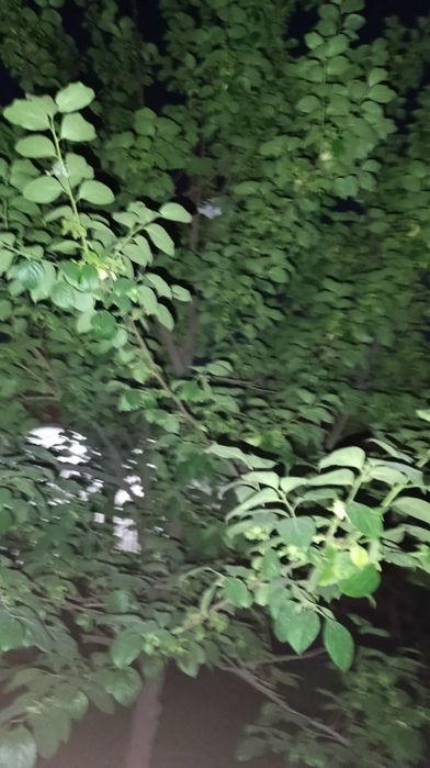 Yengi o'zbekistonda  32 sotux    yer srochna sotiladi