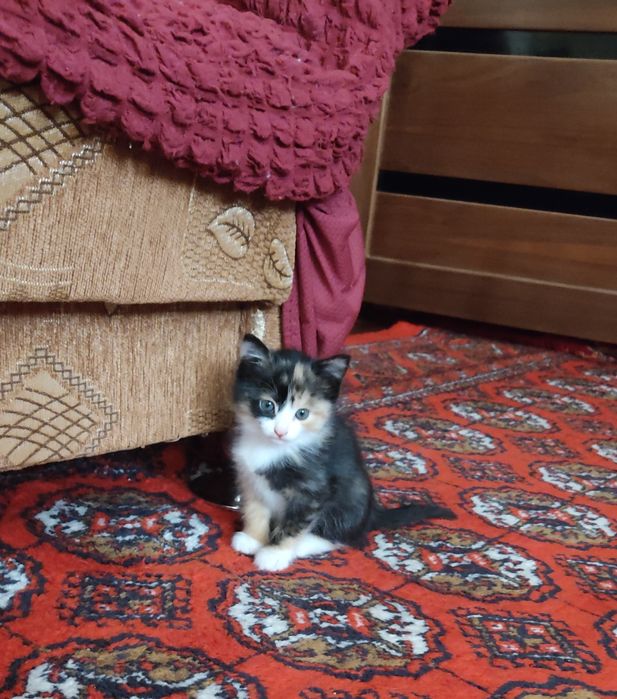 Очаровательная кошка (девочка)