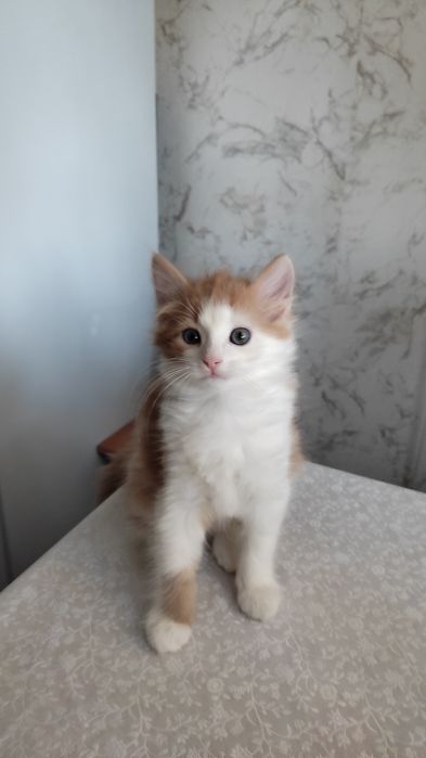 Отдам кошку в хорошие руки