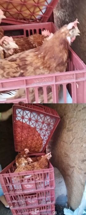 Vindem gaini de ouat