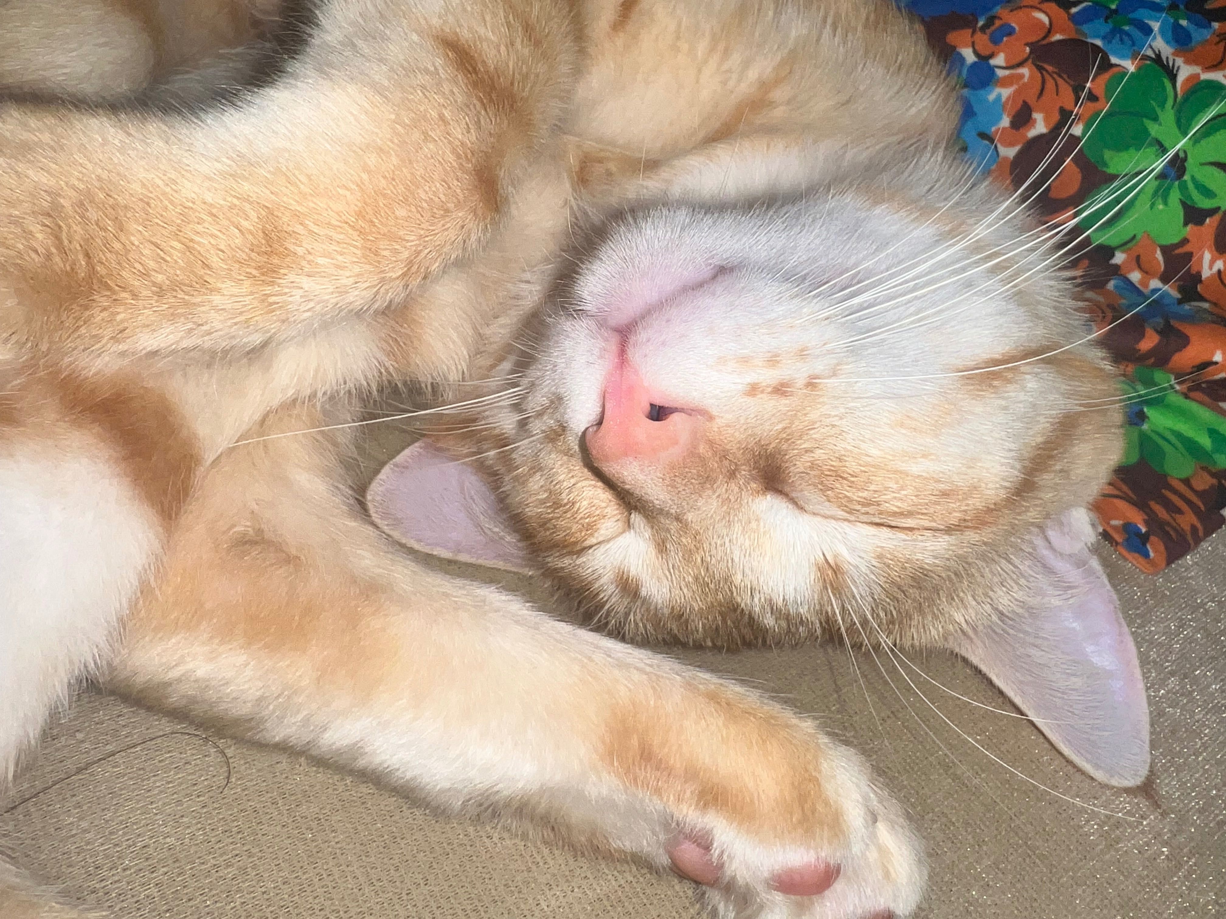 Отдам Кота бесплатно