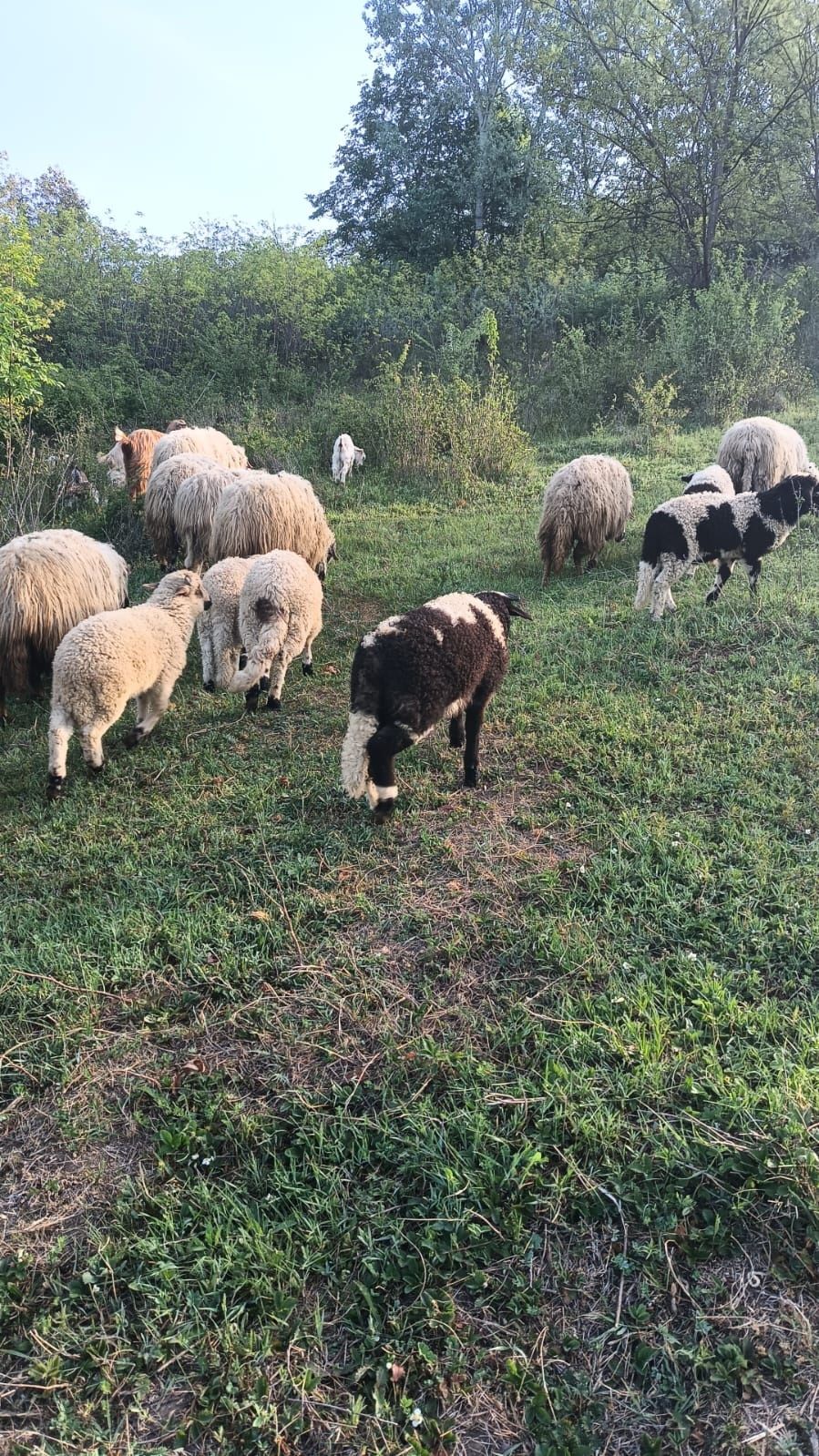 Vând oi tinere și miei