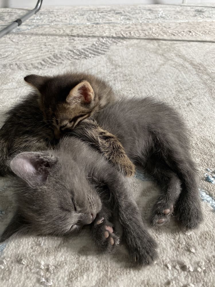 Ищем дом котятам