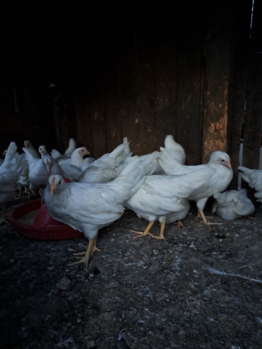 Puicuțe rasa Leghorn