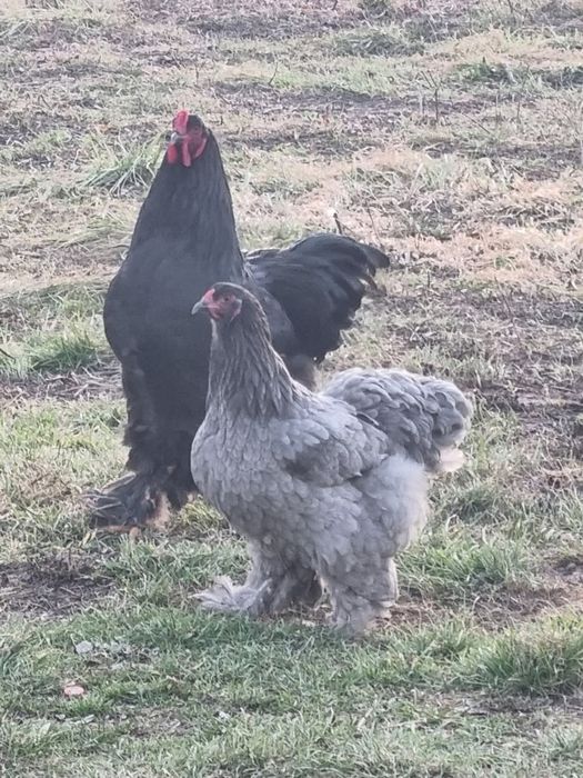 Gaini Brahma de vanzare