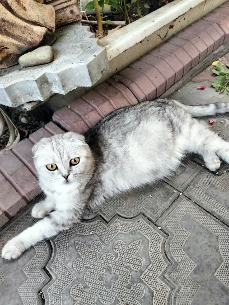 Продам красивых шотландских котят.Есть девочки и мальчики,