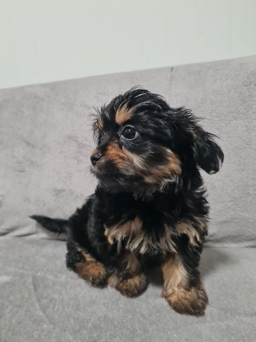 Йоркширски Териер Йорки