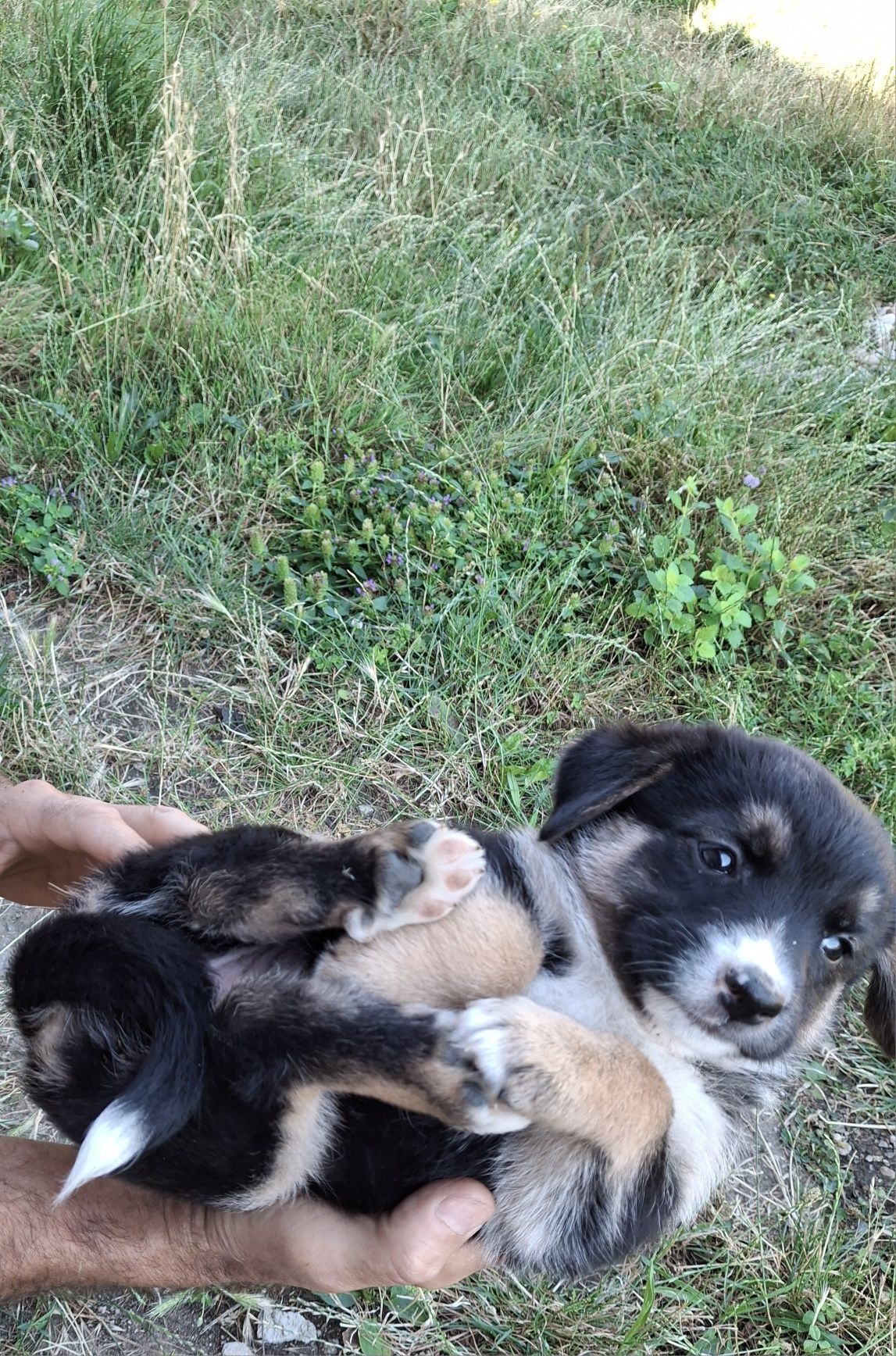 Малки кученца на 1 месец