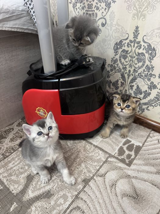 Продаются Котята