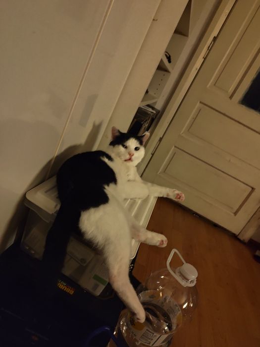 GRATIS căței talie mică și pisici