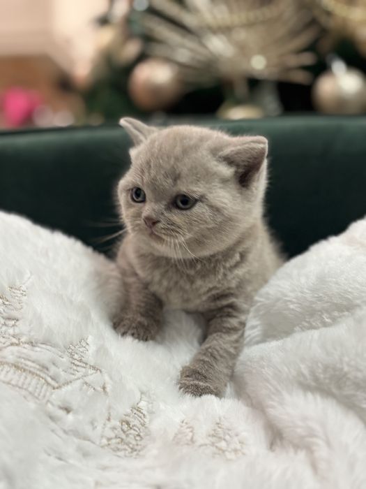 Британски котета (лилави)