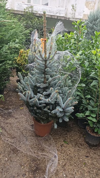 Brazi Argintii,  Brazii  Normandian Mesteacăn cu coaja albă