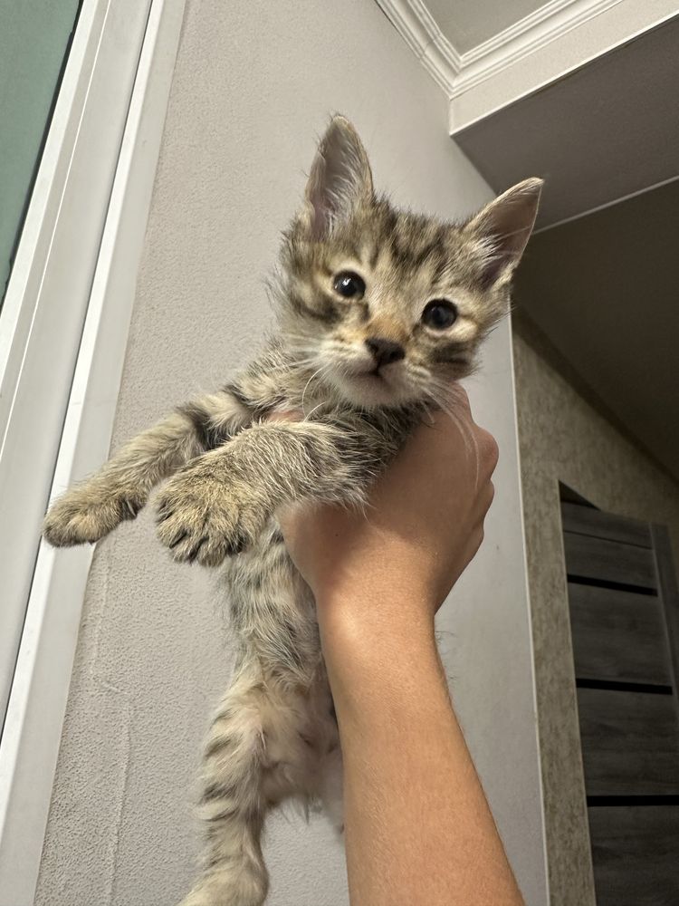 Котята,очень хорошие