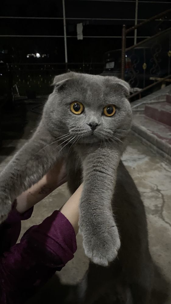 Очень умный кошка