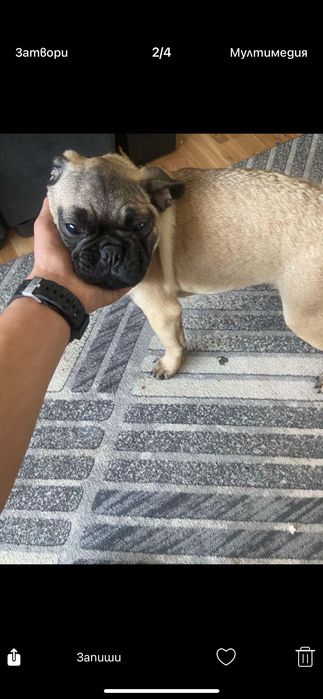 Мопс на 6 месеца мъжко