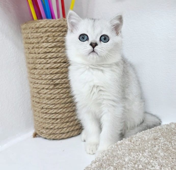 котики и кошечки  британские шиншиллы