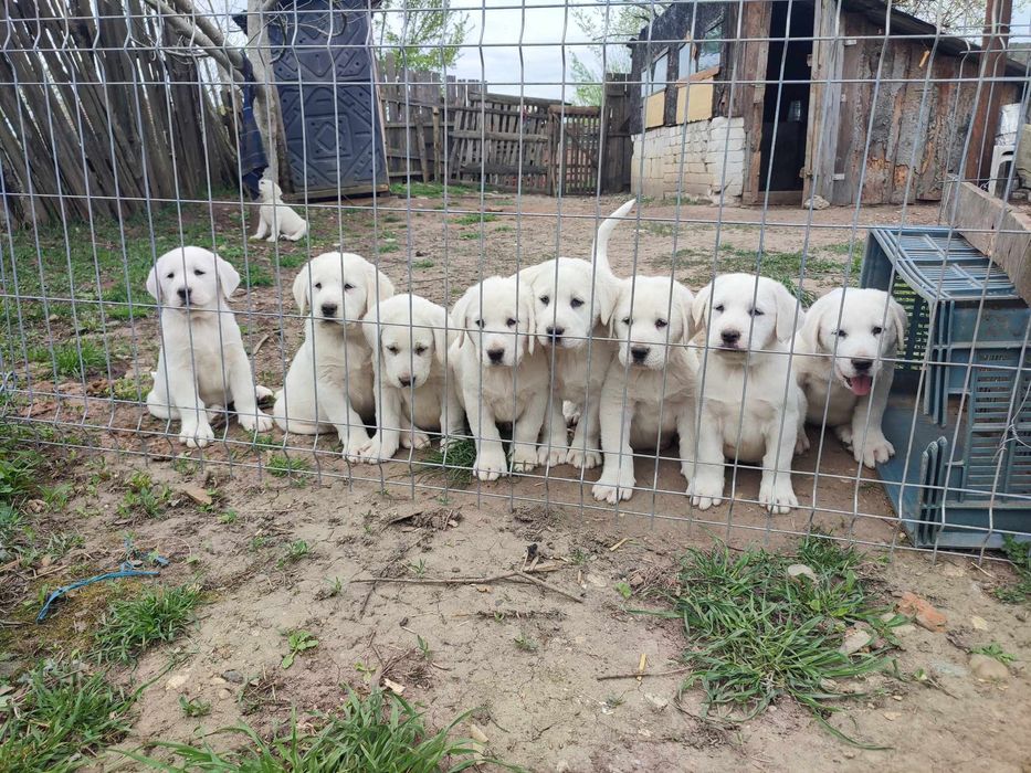 Mascul Asia centrala certificat pedigree