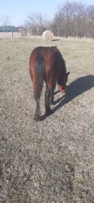 De vânzare mânză de 6 luni