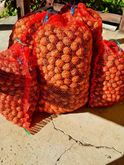 Vand nuci productie 2025