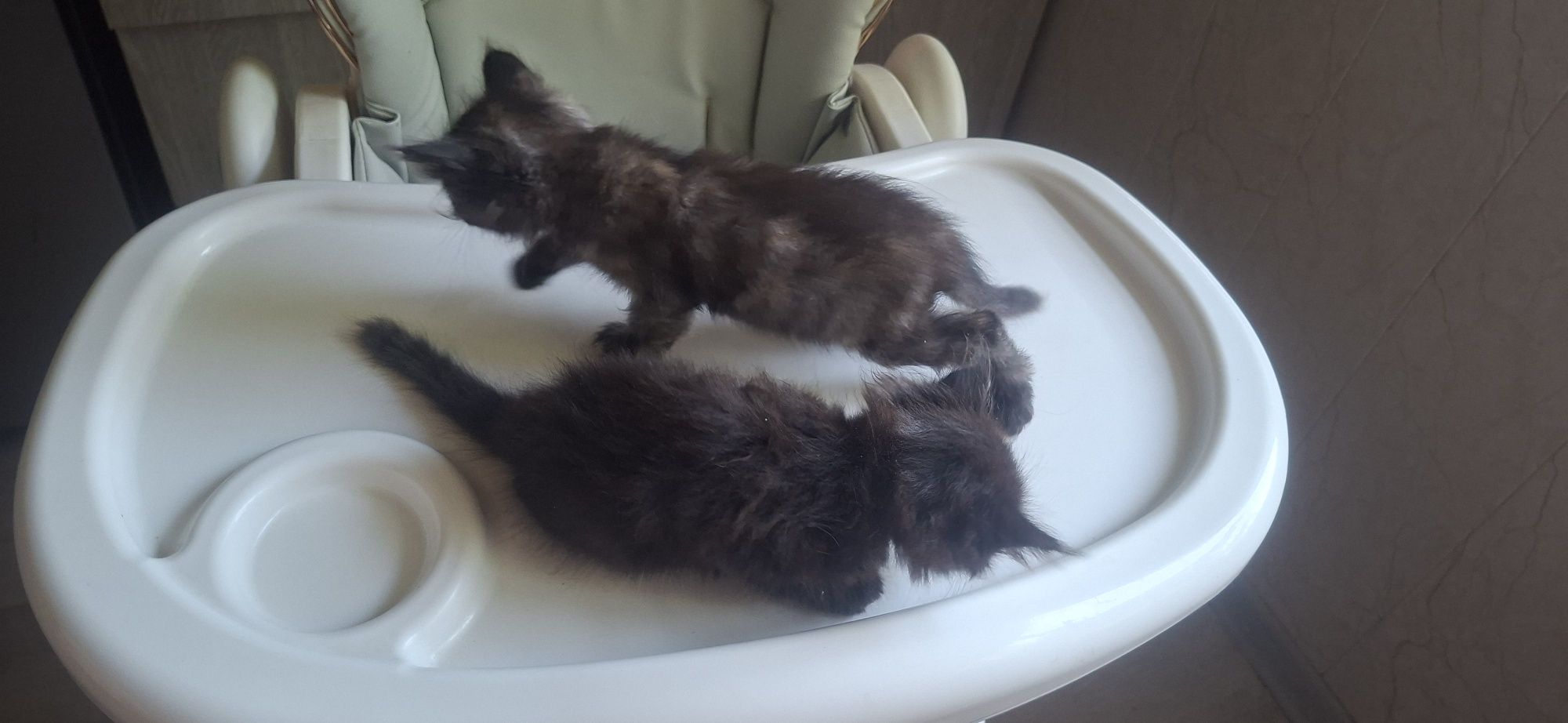 Отдам котят в добрые руки