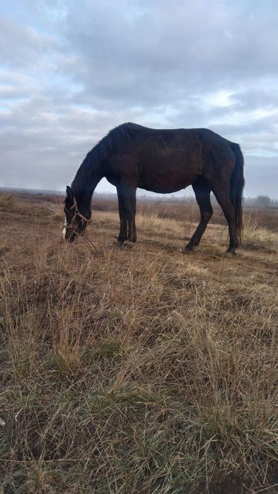 Продам лошадь.  .
