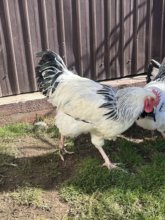 Cocosi sussex de vanzare