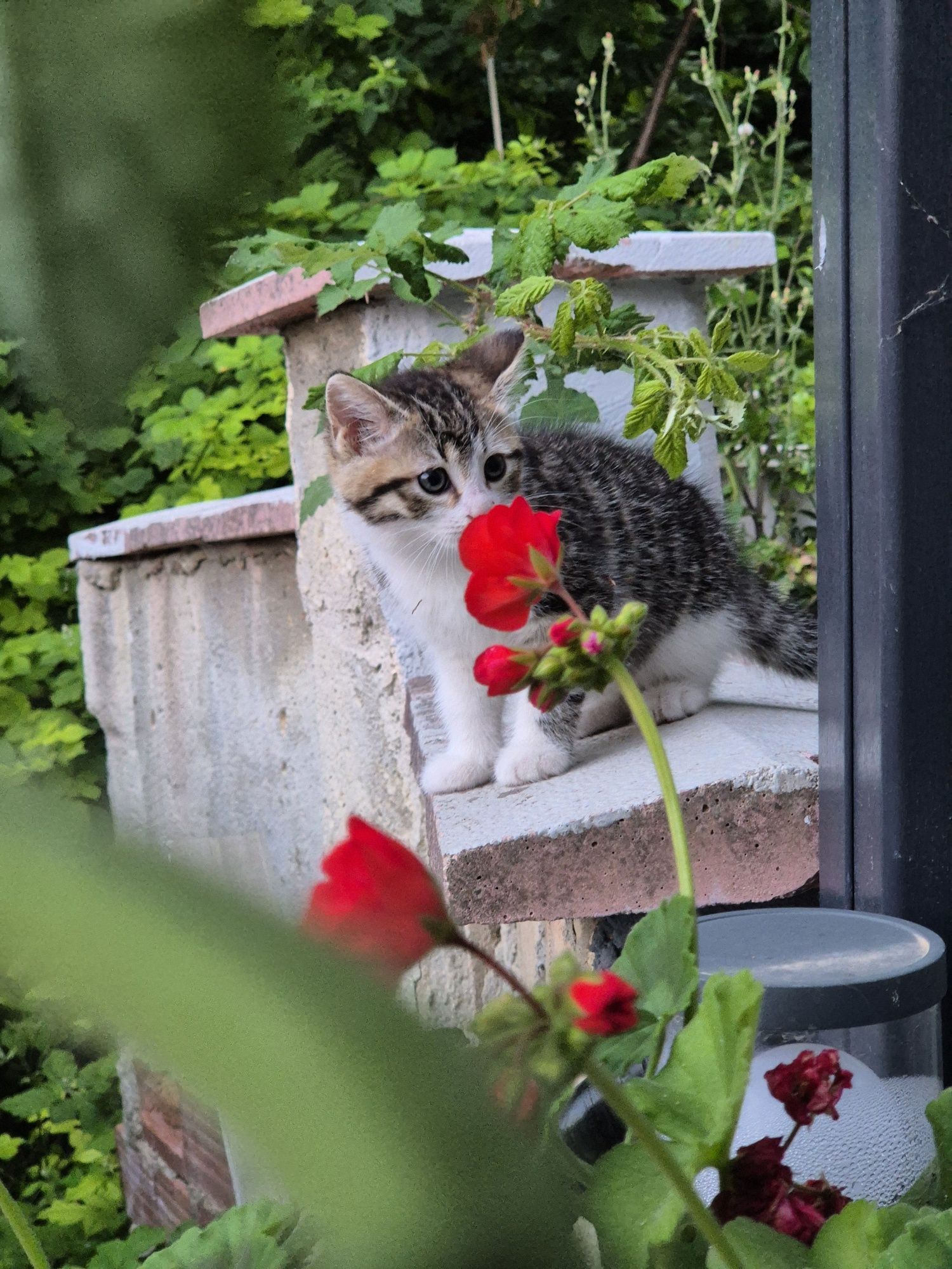 Мъжко коте търси дом