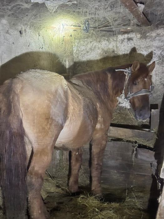 Айгыр жабагылар сатылад.