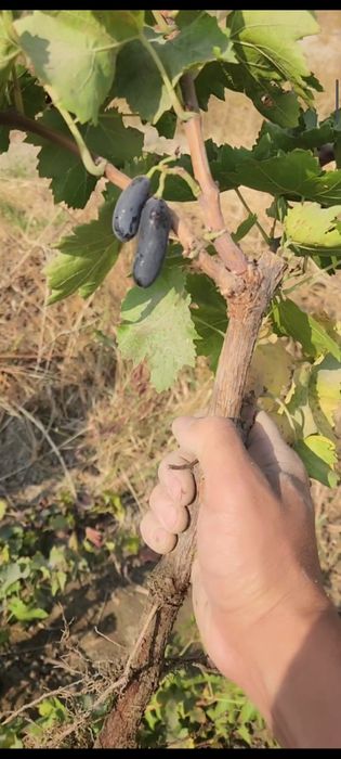 Avatar, Manikyur fingur, Lamborgini uzum kuchatlari