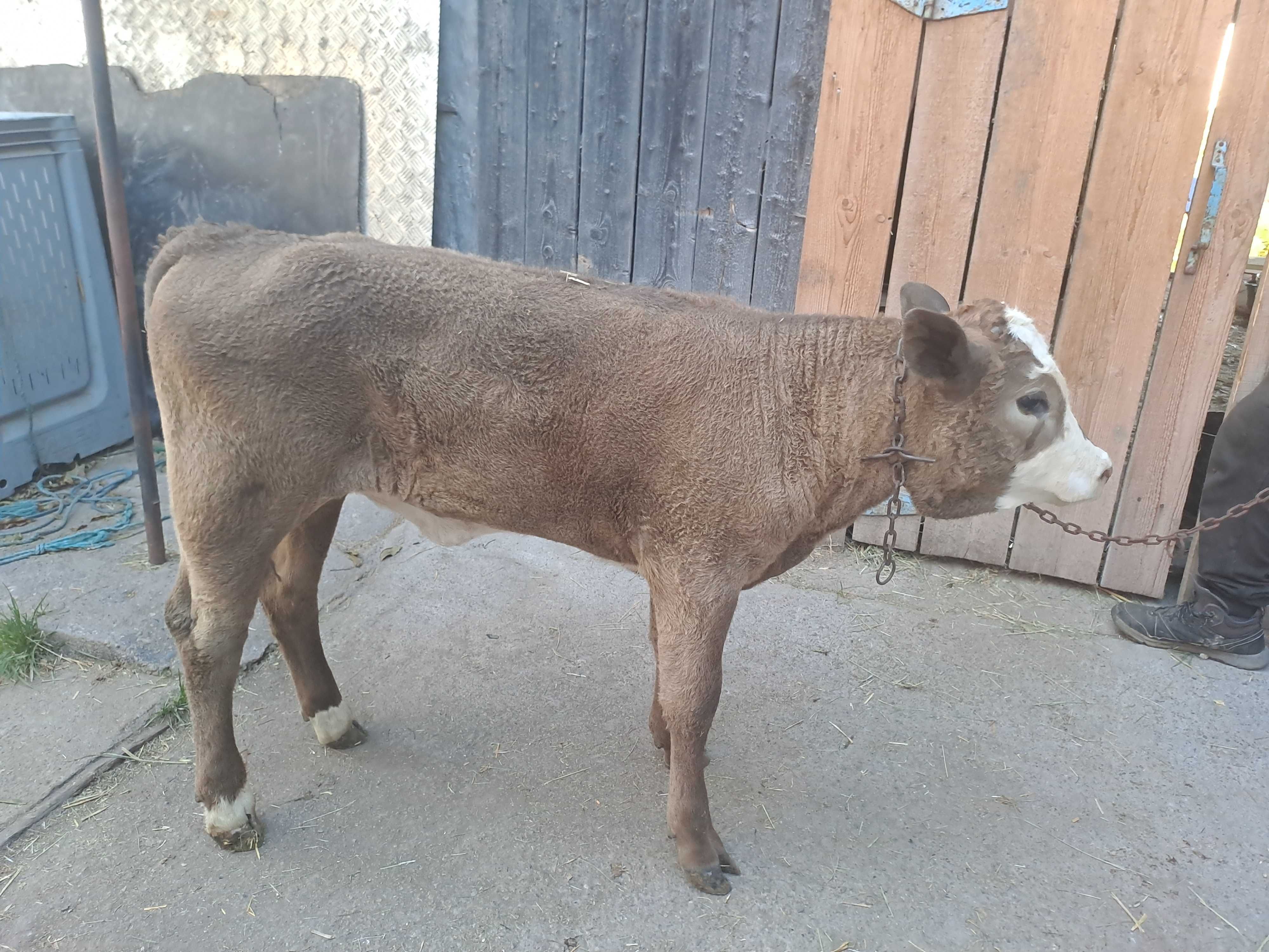 Vând 2 vițele de 2luni jumate