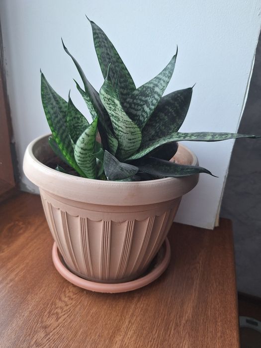 Продам комнатные цветы