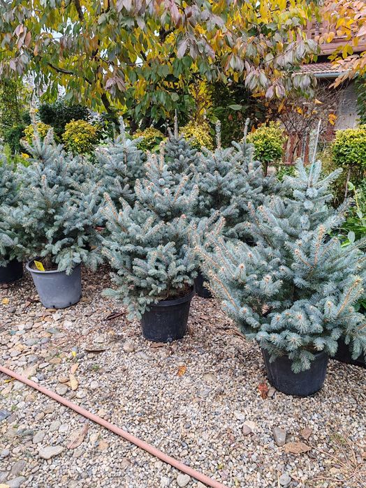 brazi arginti calitate extra