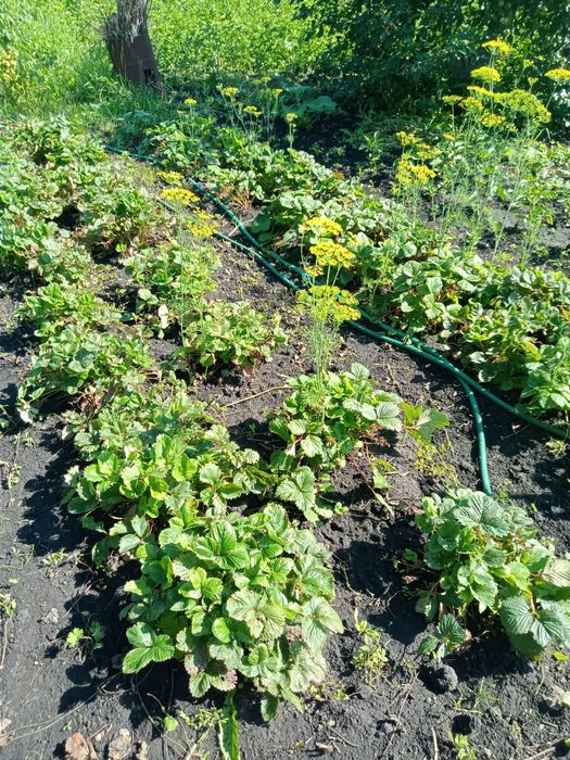 Продам дачный участок в садовом обществе "вишенка"10 соток