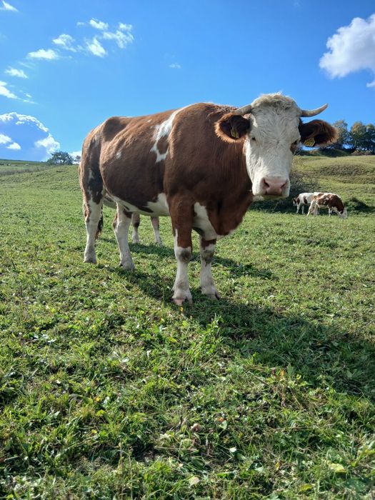 Vacă baltată românească