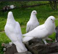 Белые голуби на последний звонок