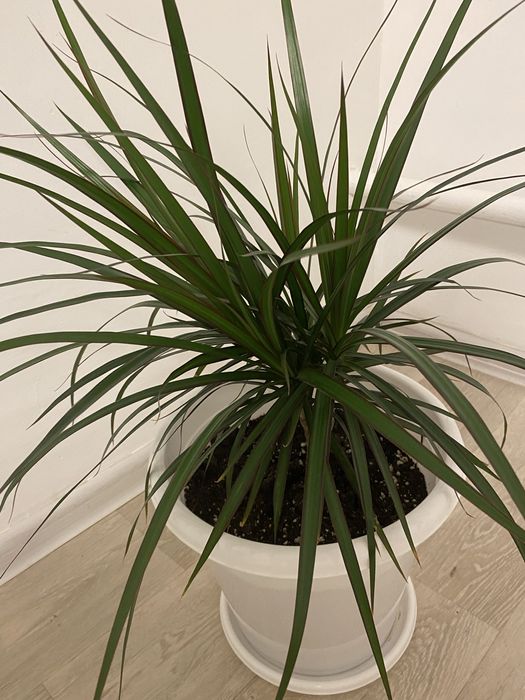 Домашний цветы,5 штука очень хороший