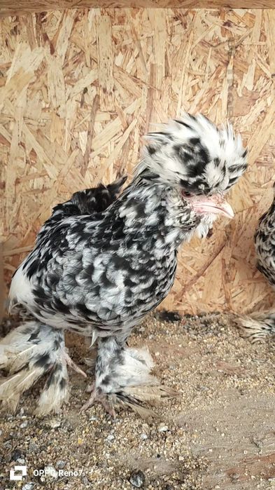 Kares joʻjalar sotiladi