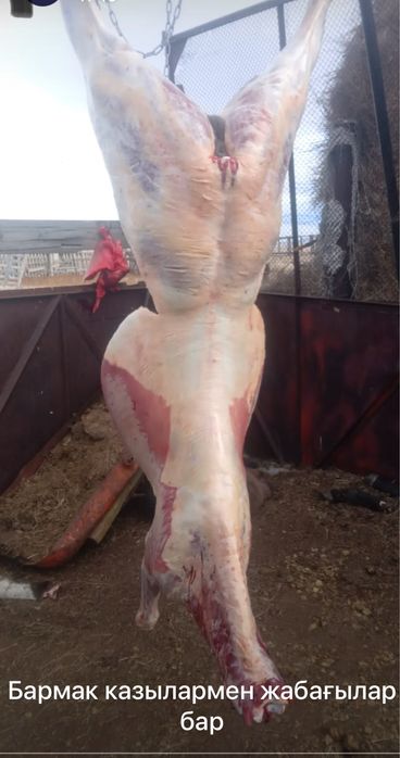 Соғым ет мясо заказ