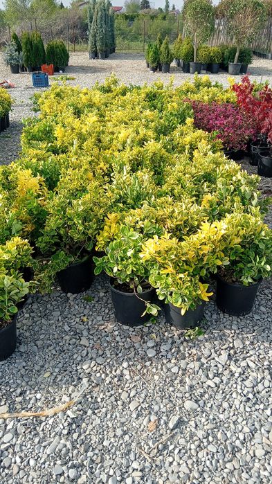 Plante ornamentale aclimatizate la ghiveci