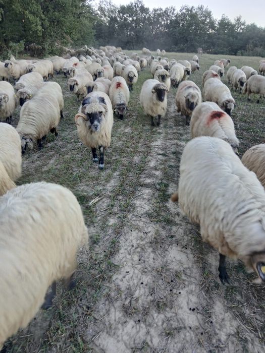 Oii de vanzare mai multe detali la telefon