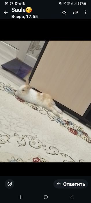 Крольчиха красивый игристый обаятельная