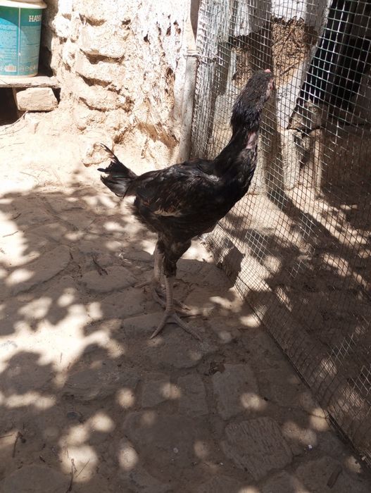 Kafolati bor kelishamiz