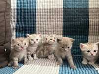 Котята шотланские