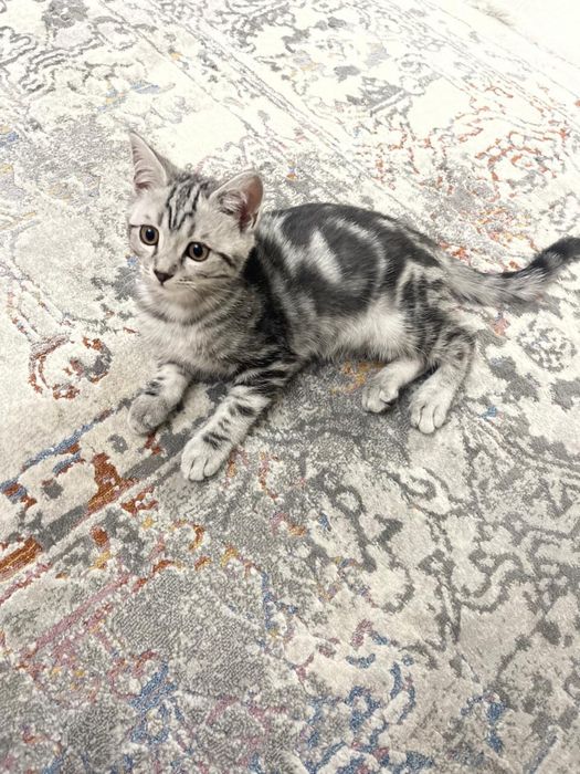 Шотландский прямоухий котенок