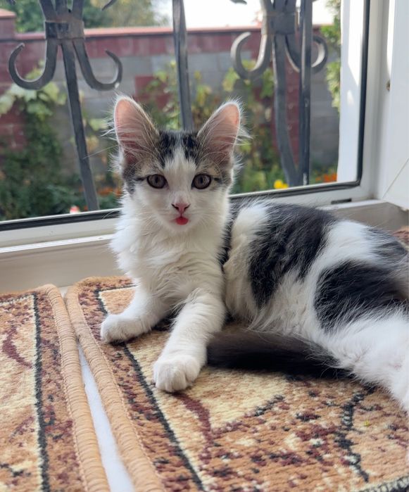 Кот котики очень умные