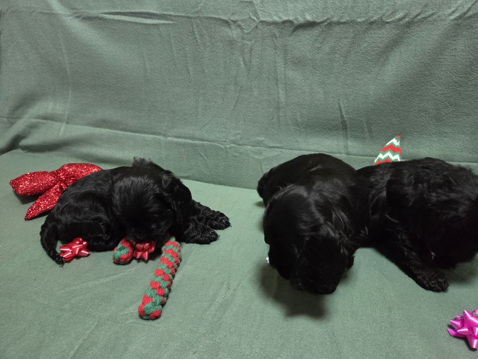 Продавам малки сладки кученца кокер шпаньол